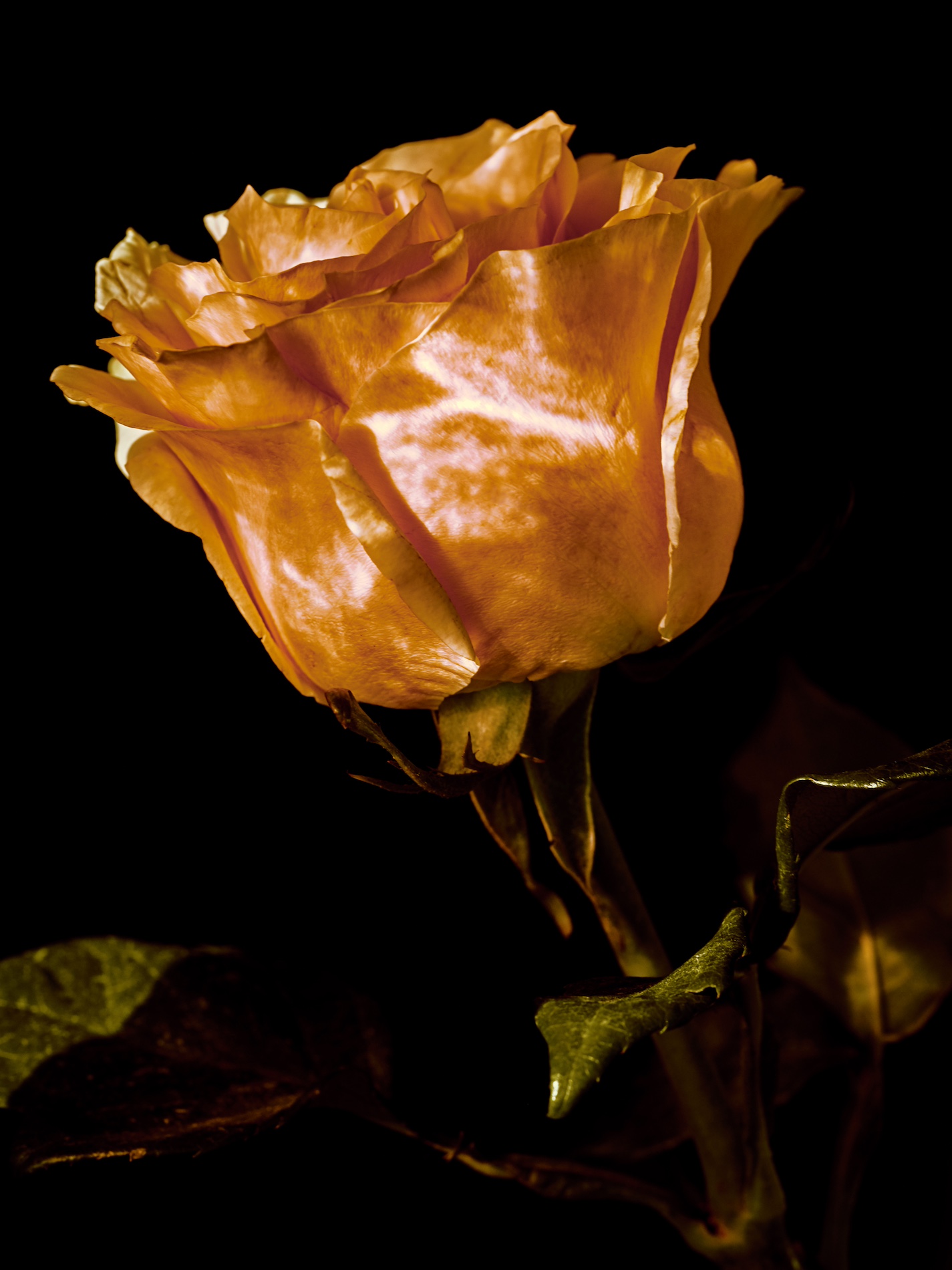 54 Fernando Gomez Craetive Paris Fragrances Flowers