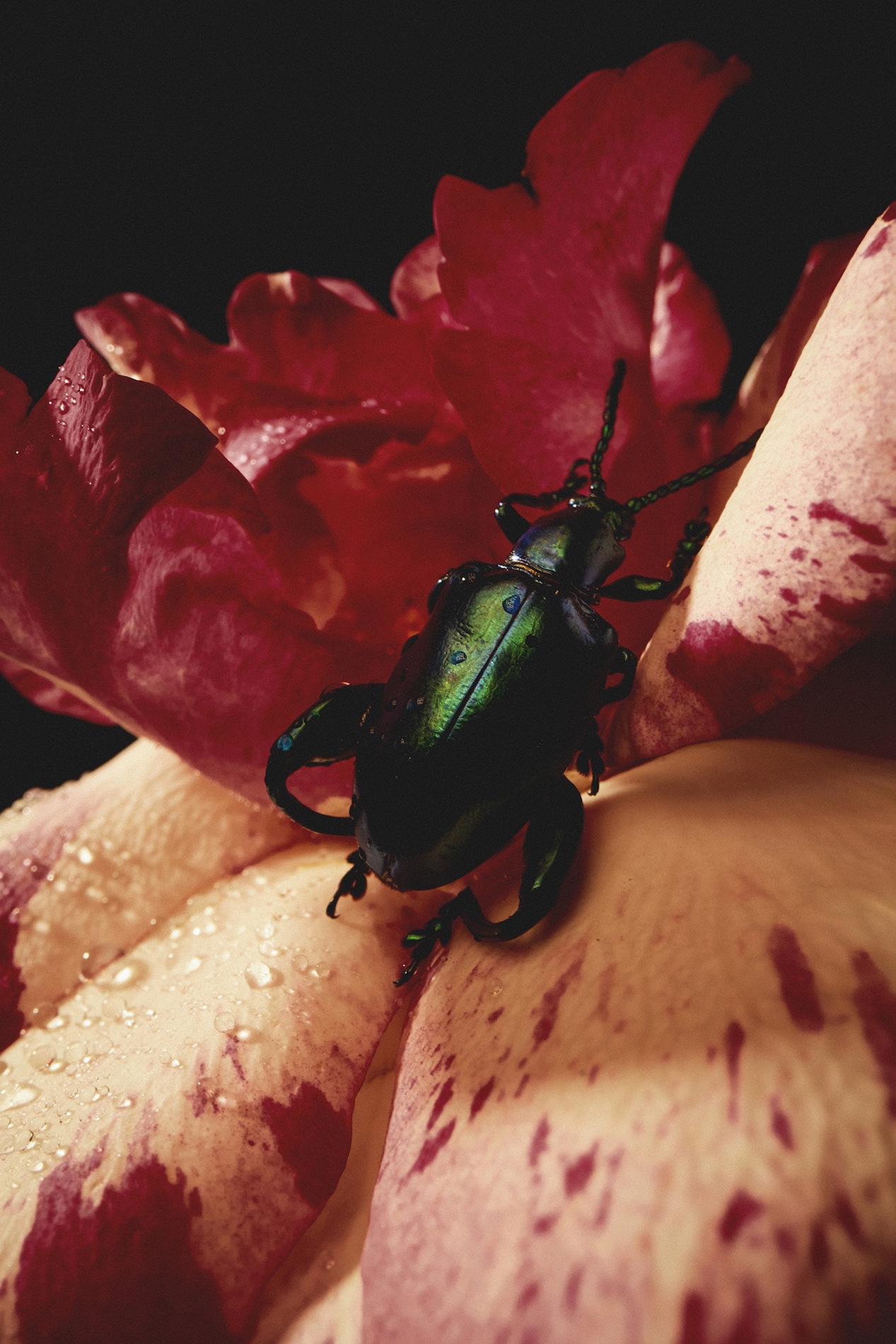 56 Thyrse Craetive Paris Portfolio Blumenhaus10