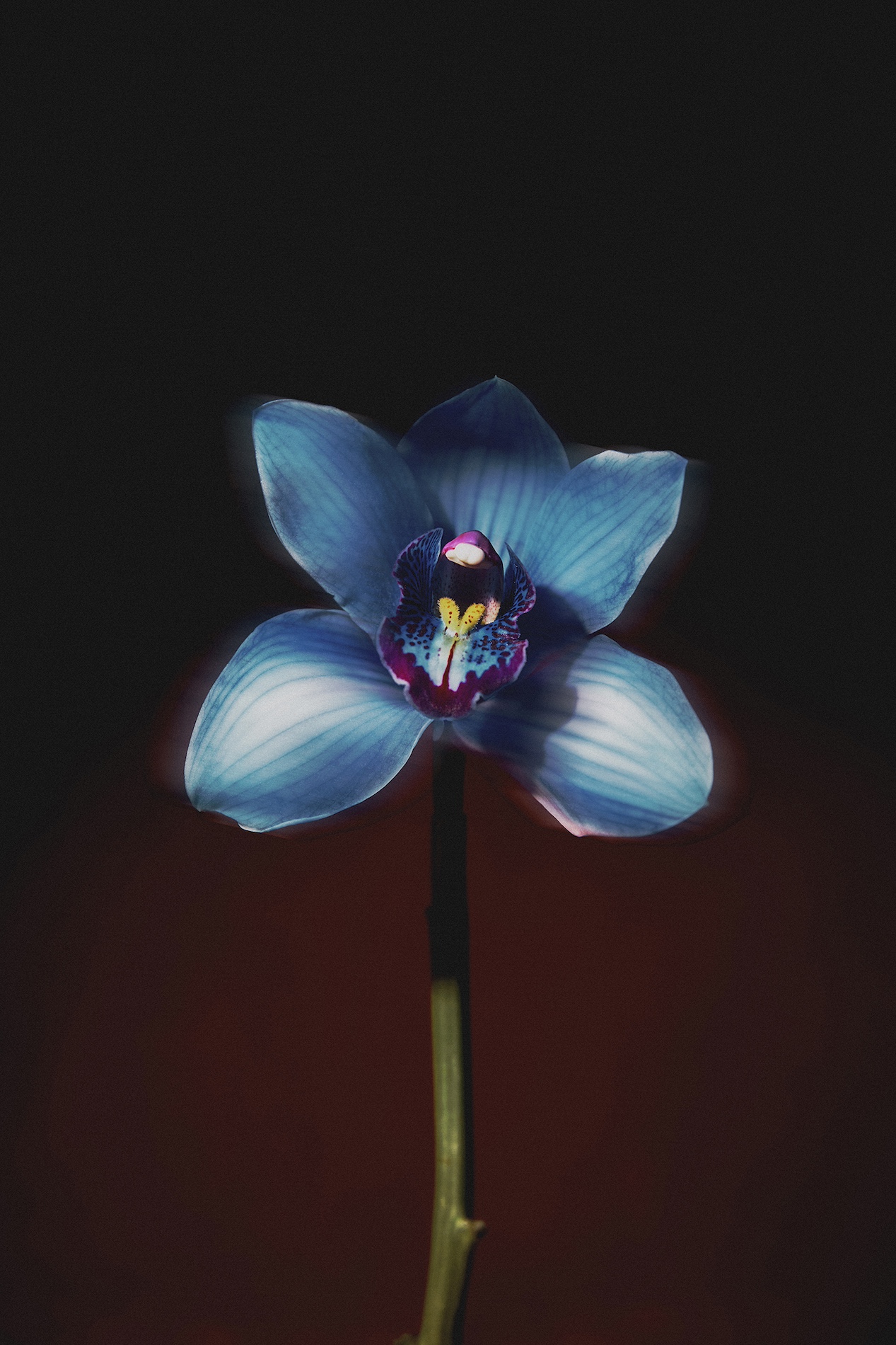 58 Thyrse Craetive Paris Portfolio Blumenhaus15