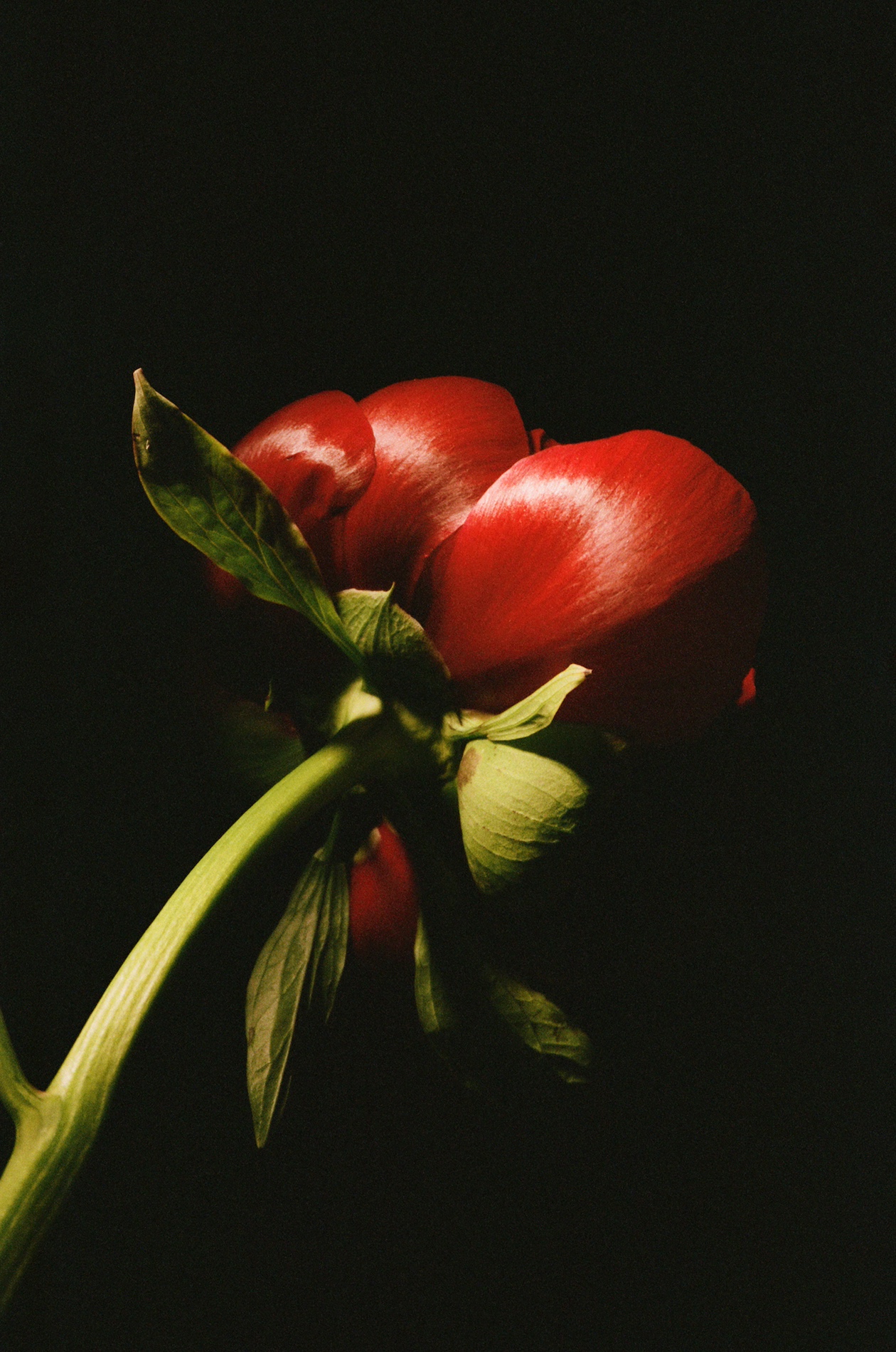 59 Thyrse Craetive Paris Portfolio Blumenhaus18