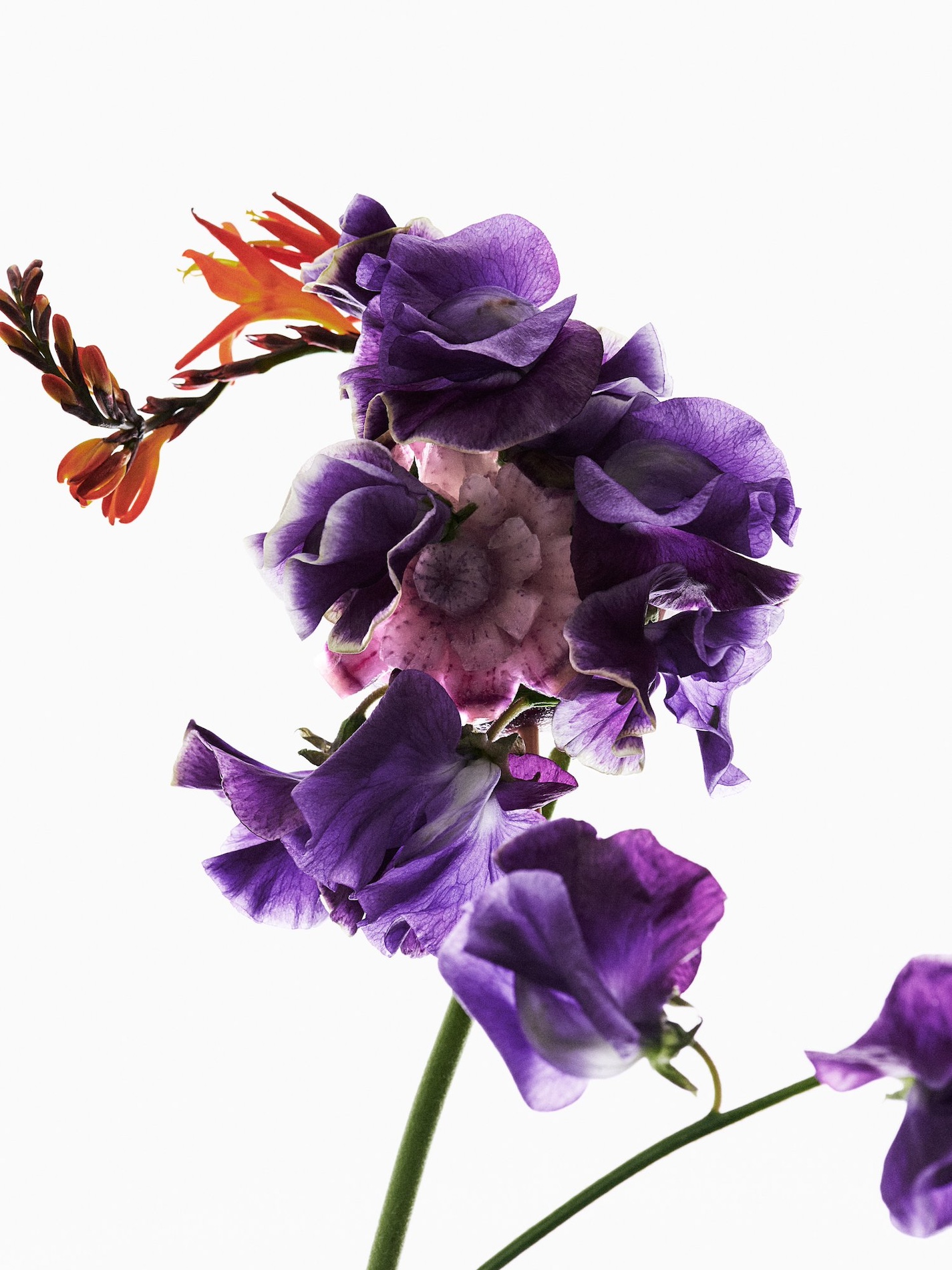 61 Thyrse Craetive Paris Portfolio L Hybrids 04