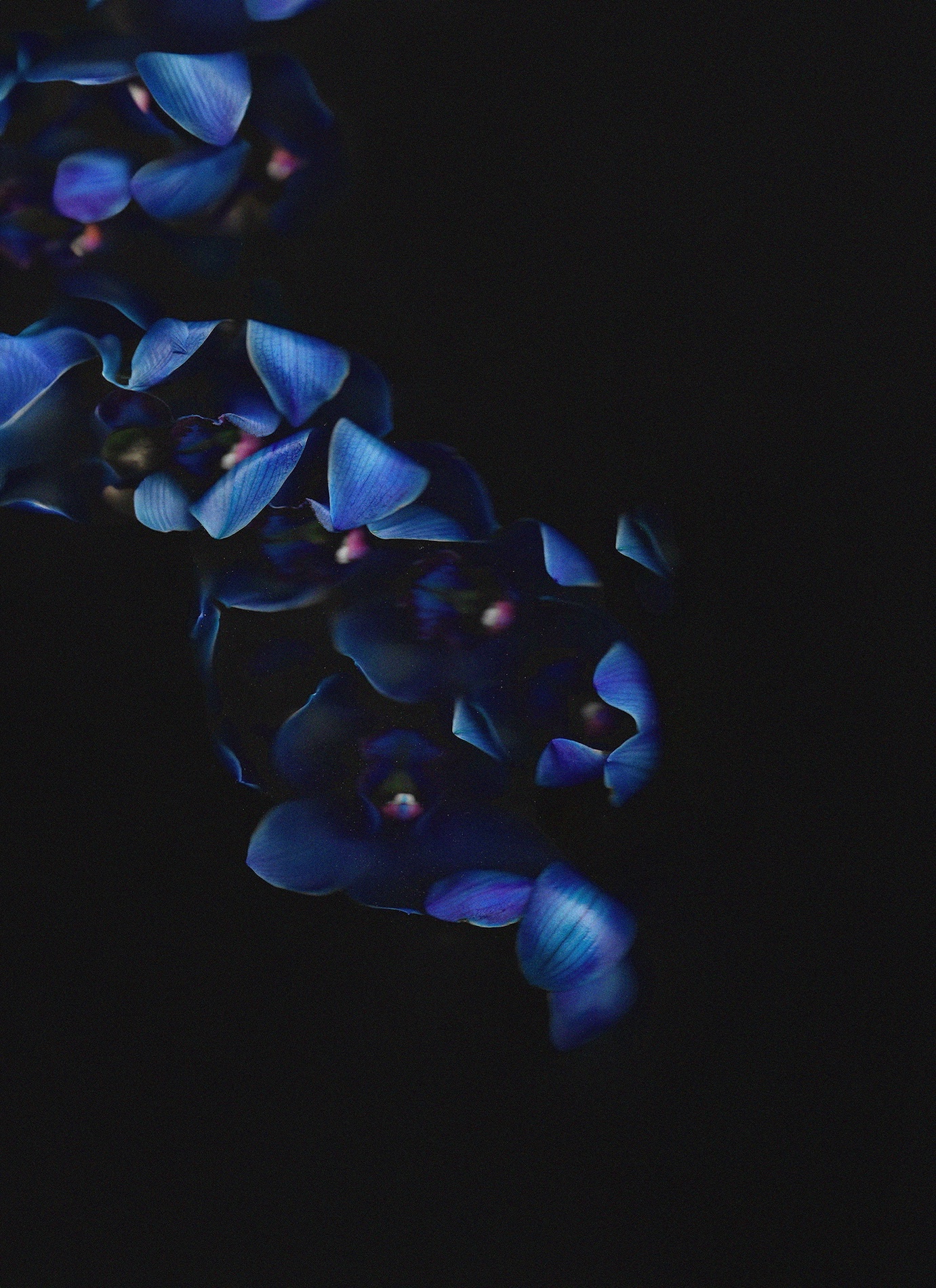 63 Thyrse Craetive Paris Portfolio Blumenhaus14