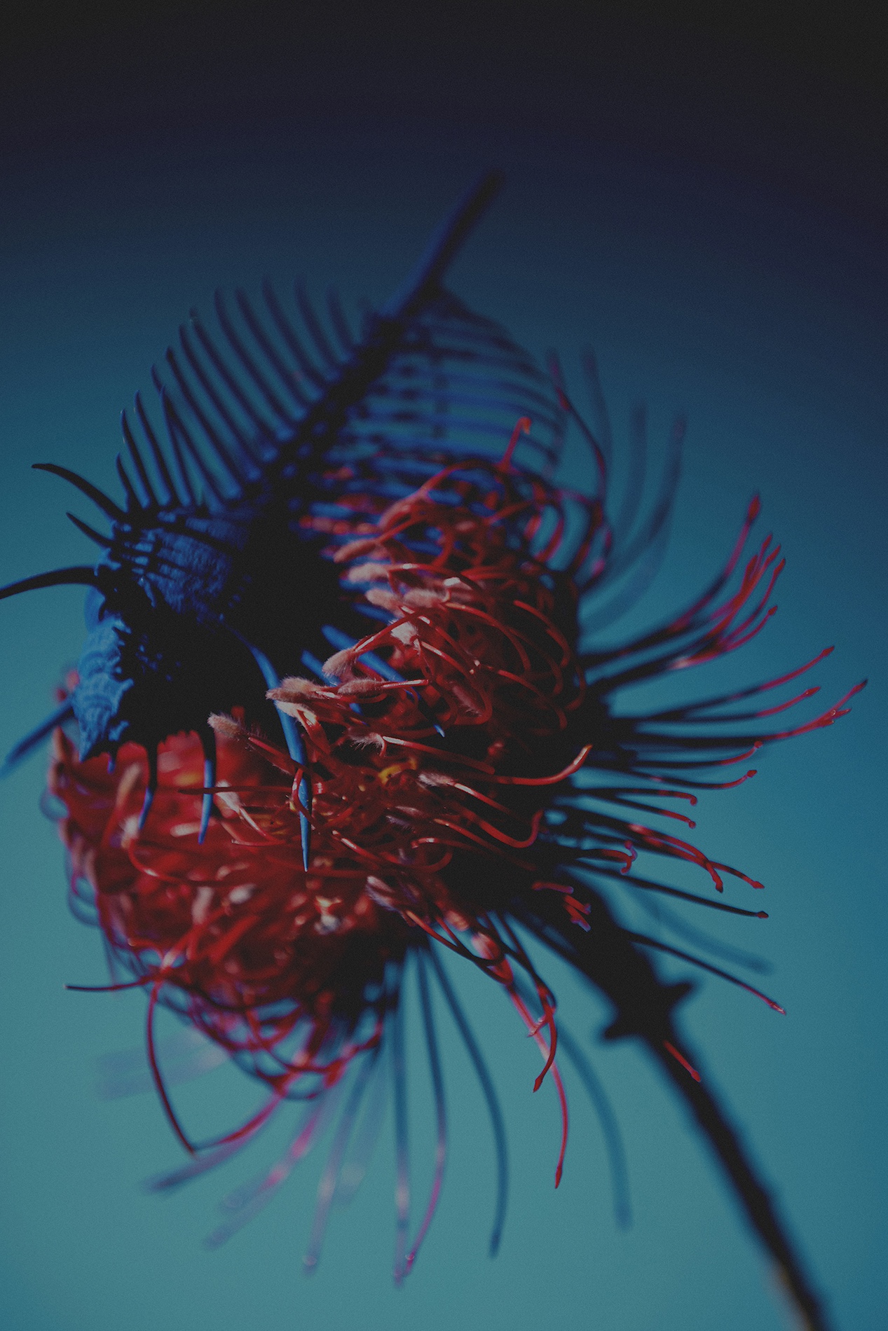 64 Thyrse Craetive Paris Portfolio Blumenhaus13