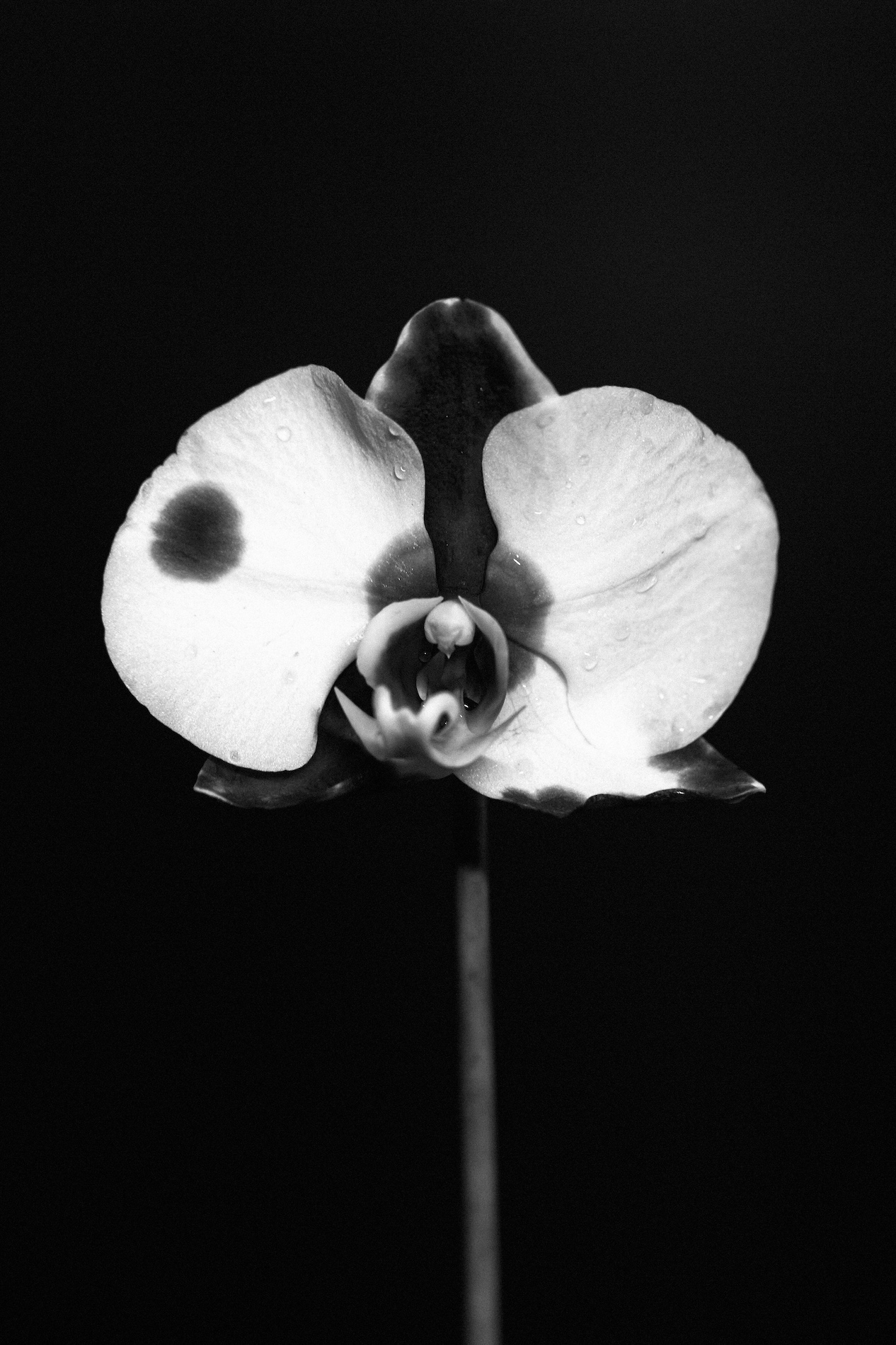 65 Thyrse Craetive Paris Portfolio DH 02