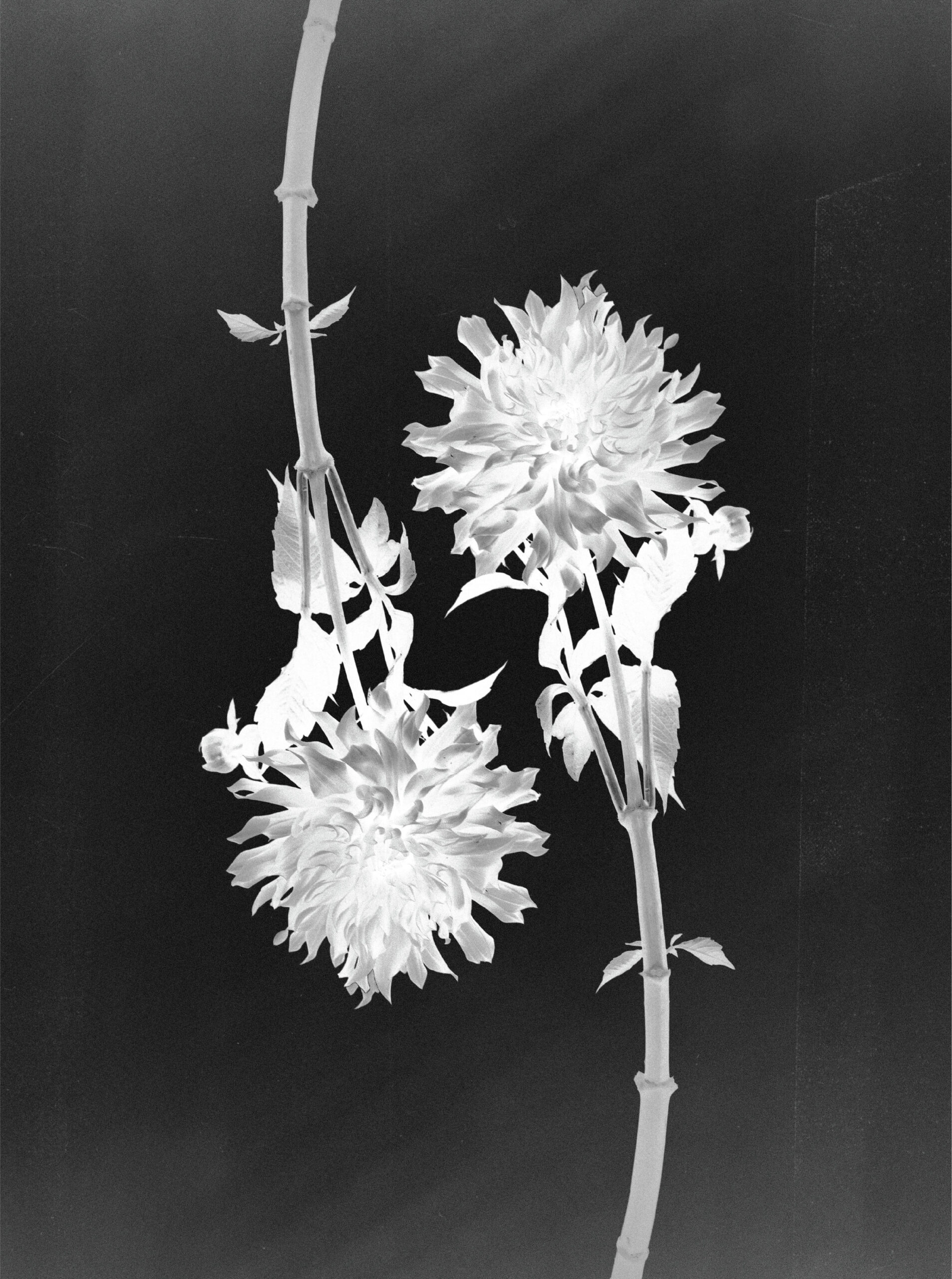 72 Thyrse Craetive Paris Portfolio 01DH 04 Scaled