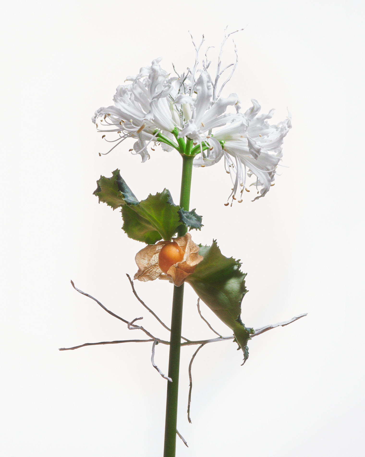 75 Thyrse Craetive Paris Portfolio QL 02