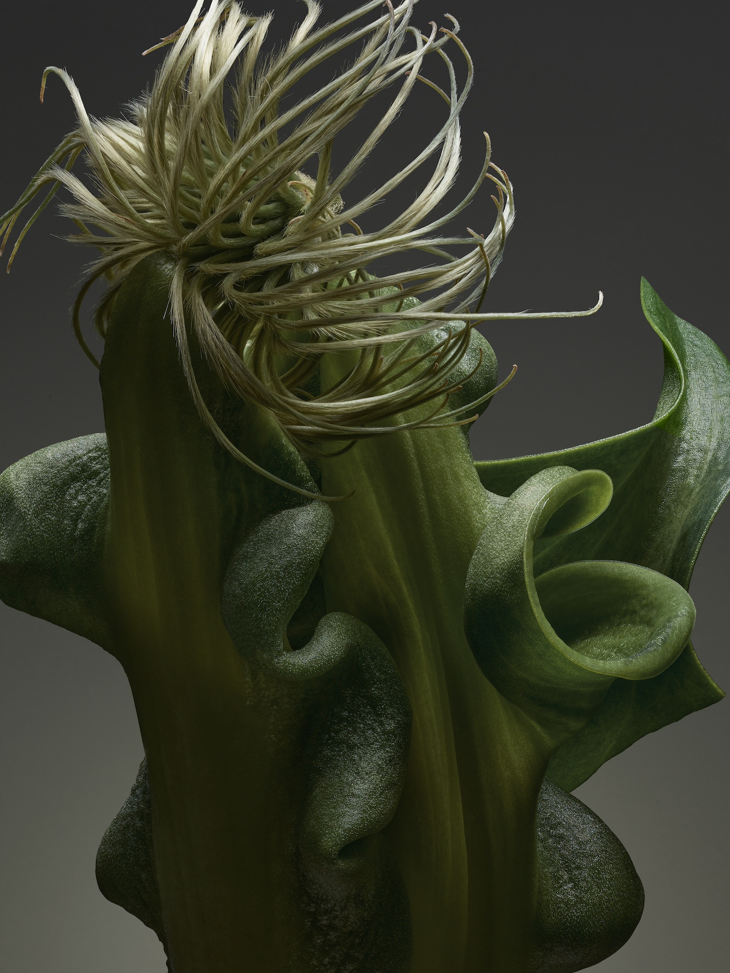 78 Thyrse Craetive Paris Portfolio Jean Baptiste Degez V03