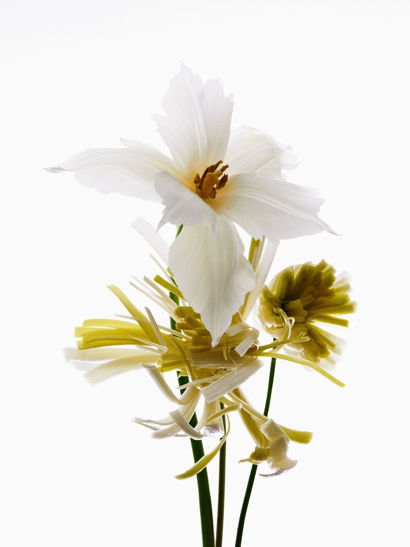 83 Thyrse Craetive Paris Portfolio L Hybrids 02