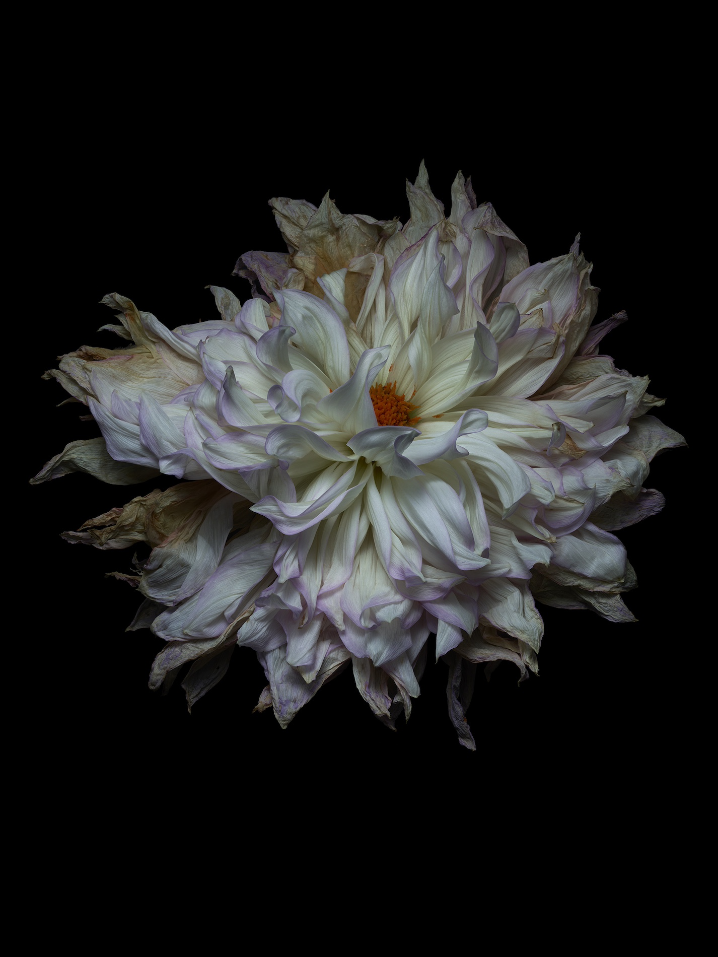 87 Thyrse Craetive Paris Portfolio Jean Baptiste Degez N06