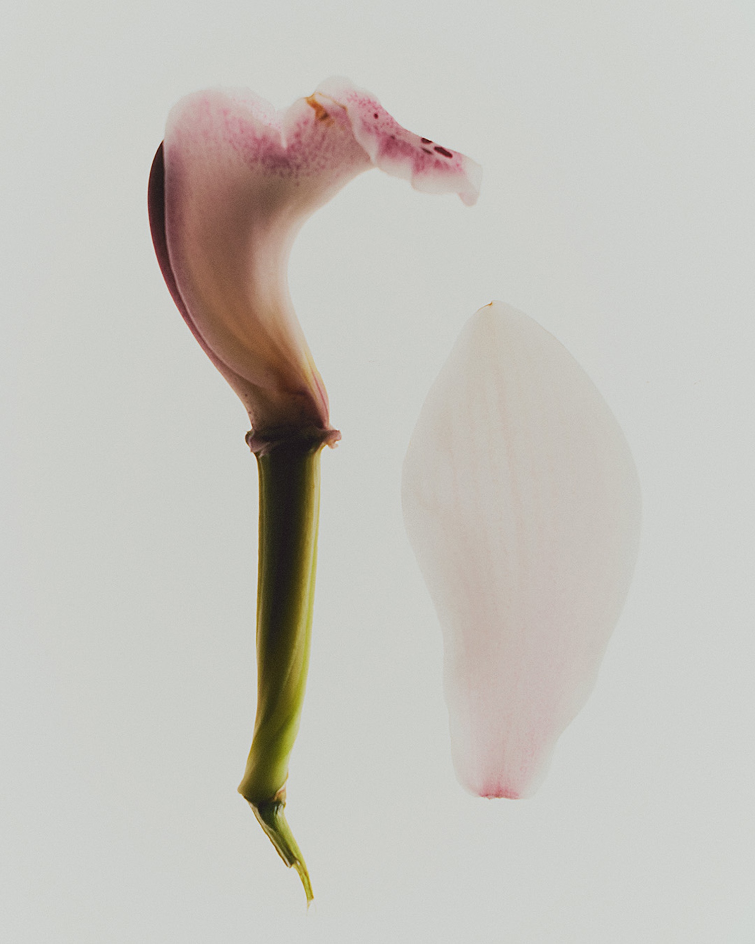 Oscar Calleja Craetive Paris Stories 026 H SABLE LABS