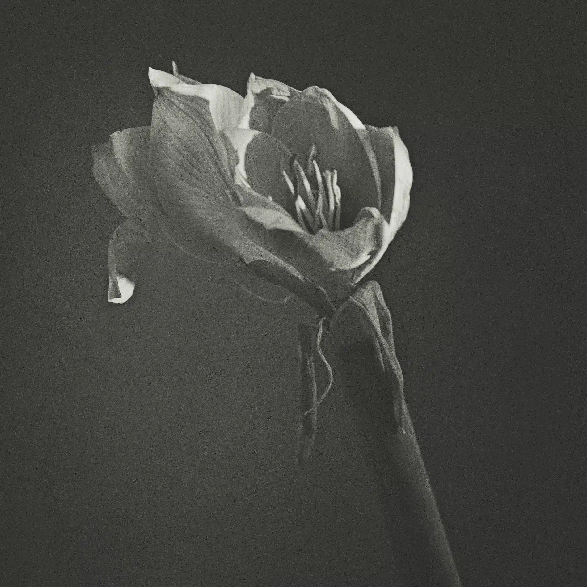 59 Henrik Bulow Beauty Fragrances Craetive Paris 6