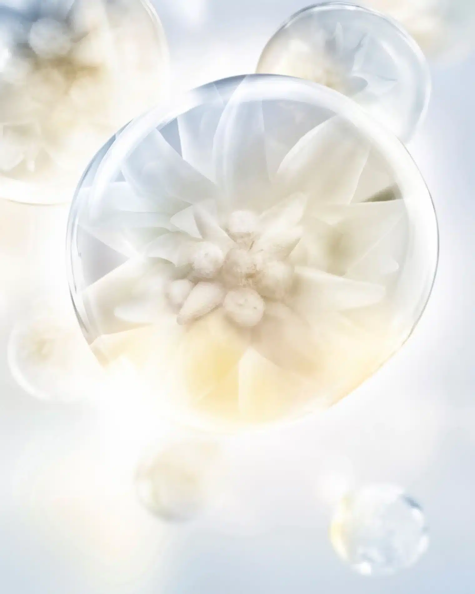 Fernando Gomez Still Life Science Helena Rubinstein4 Resultat