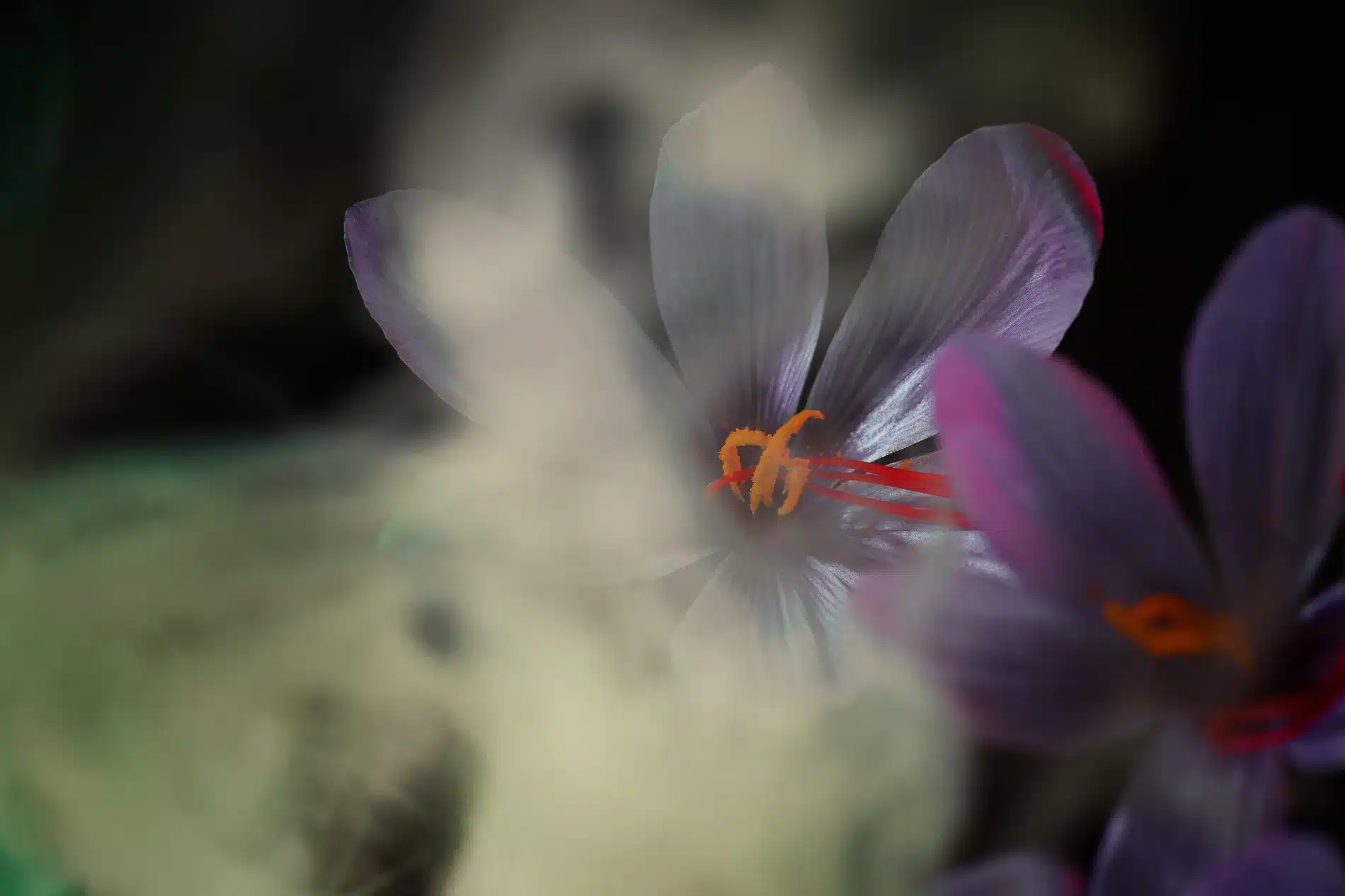 Fernando Gomez Craetive Paris Crivelli Fragrances Saffron 11 Resultat