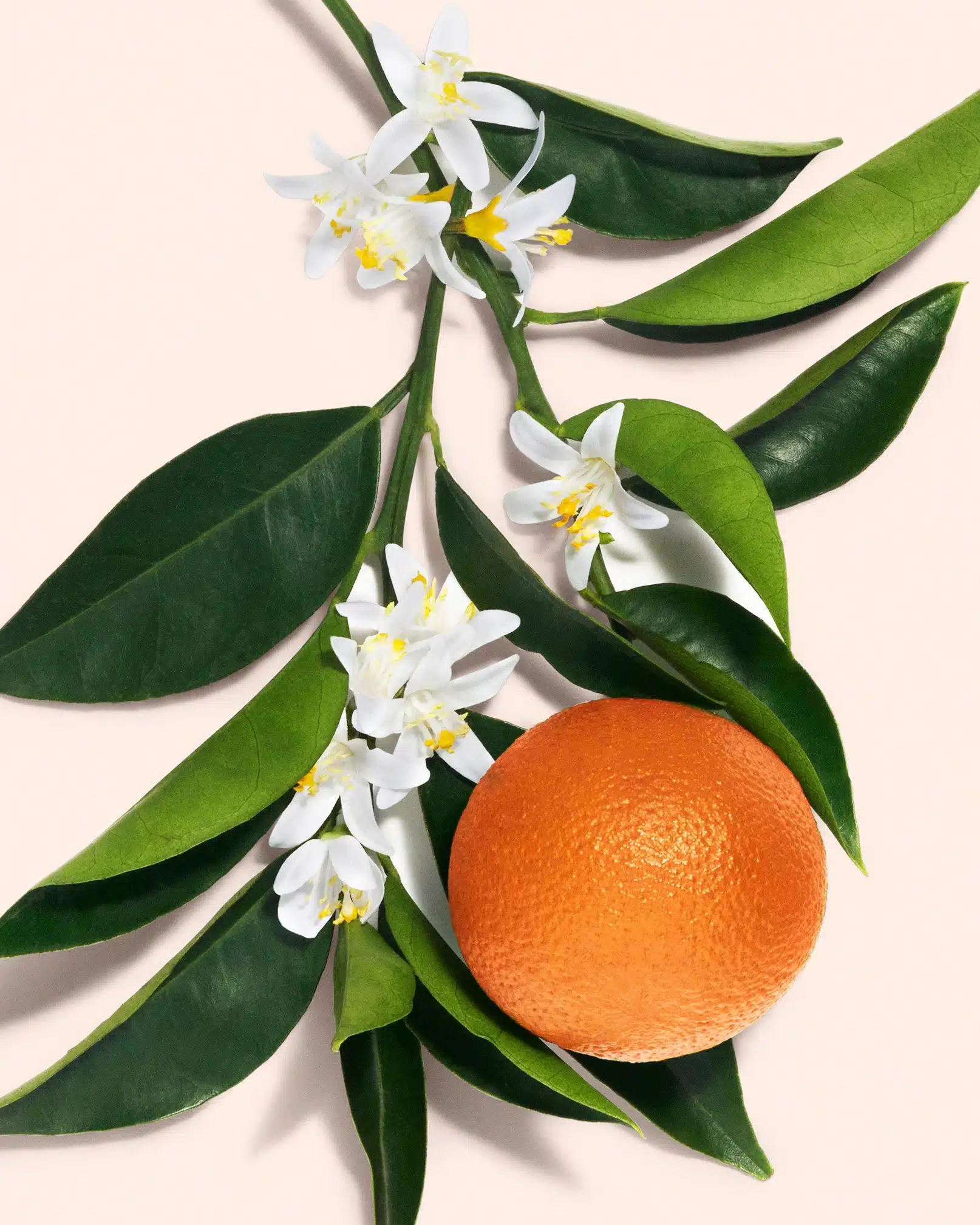 Fernando Gomez Craetive Paris Dolce Gabbana Beauty 12