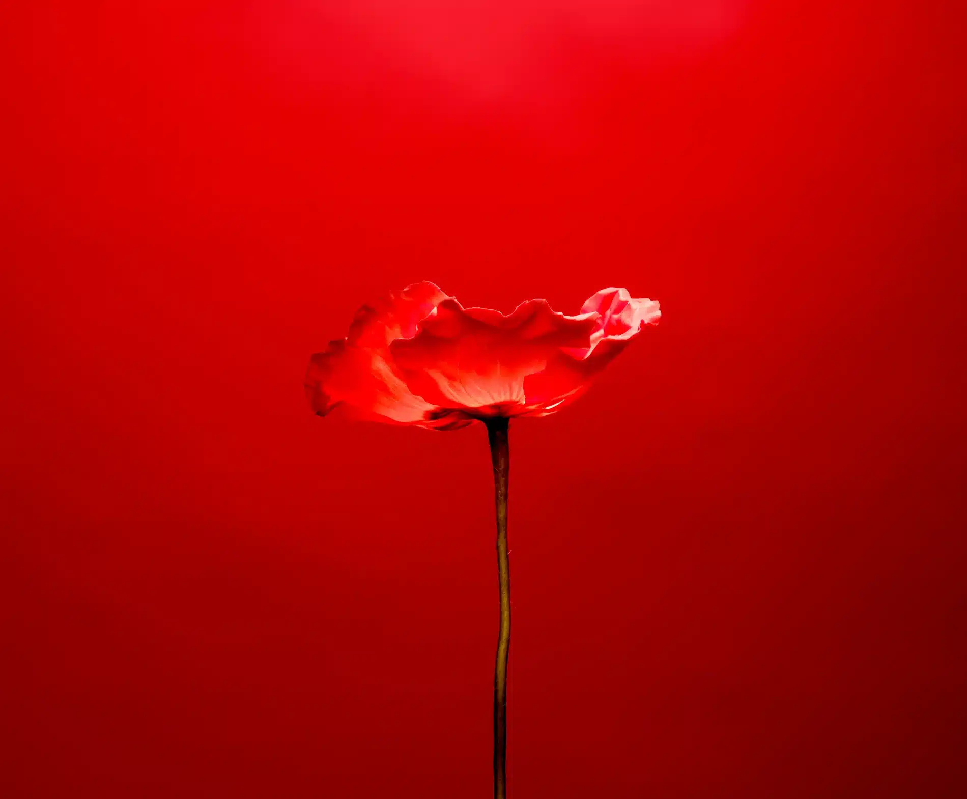 Fernando Gomez Craetive Paris Kenzo Flower 01 Resultat