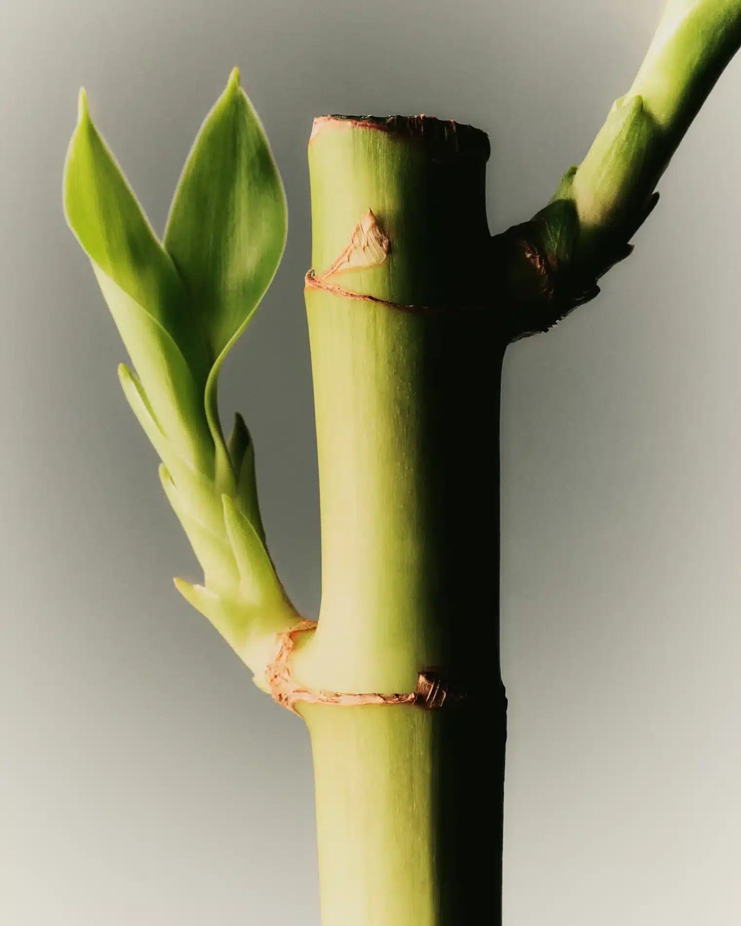 Oscar Calleja Craetive Paris Adolfo Dominguez Fragrances 05 Resultat