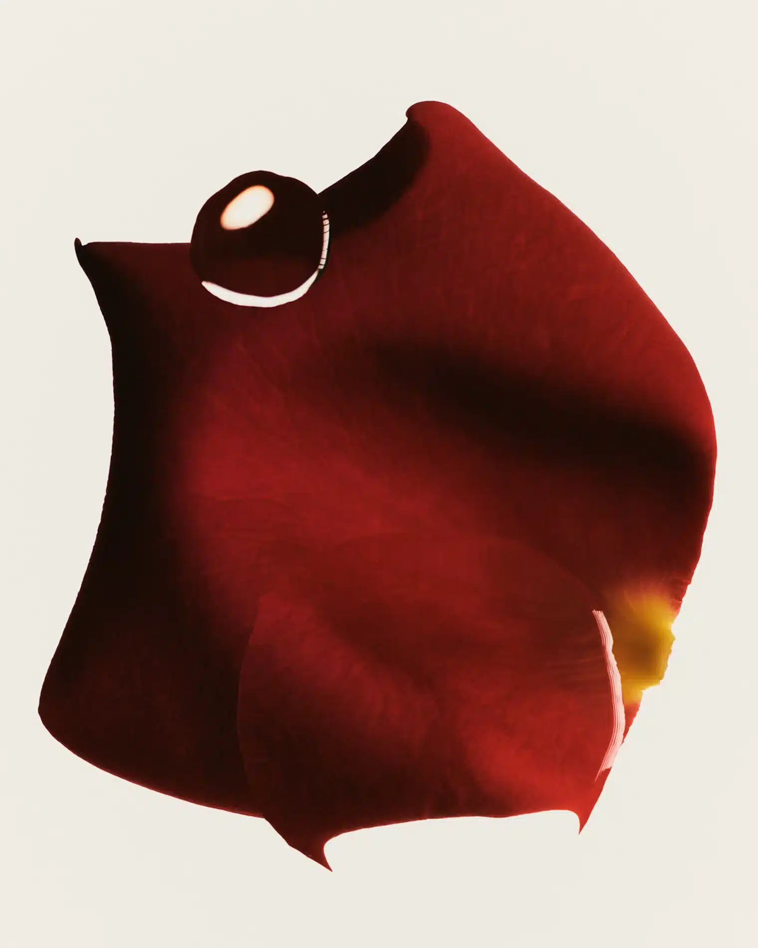 Oscar Calleja Craetive Paris Adolfo Dominguez Fragrances 14 Resultat