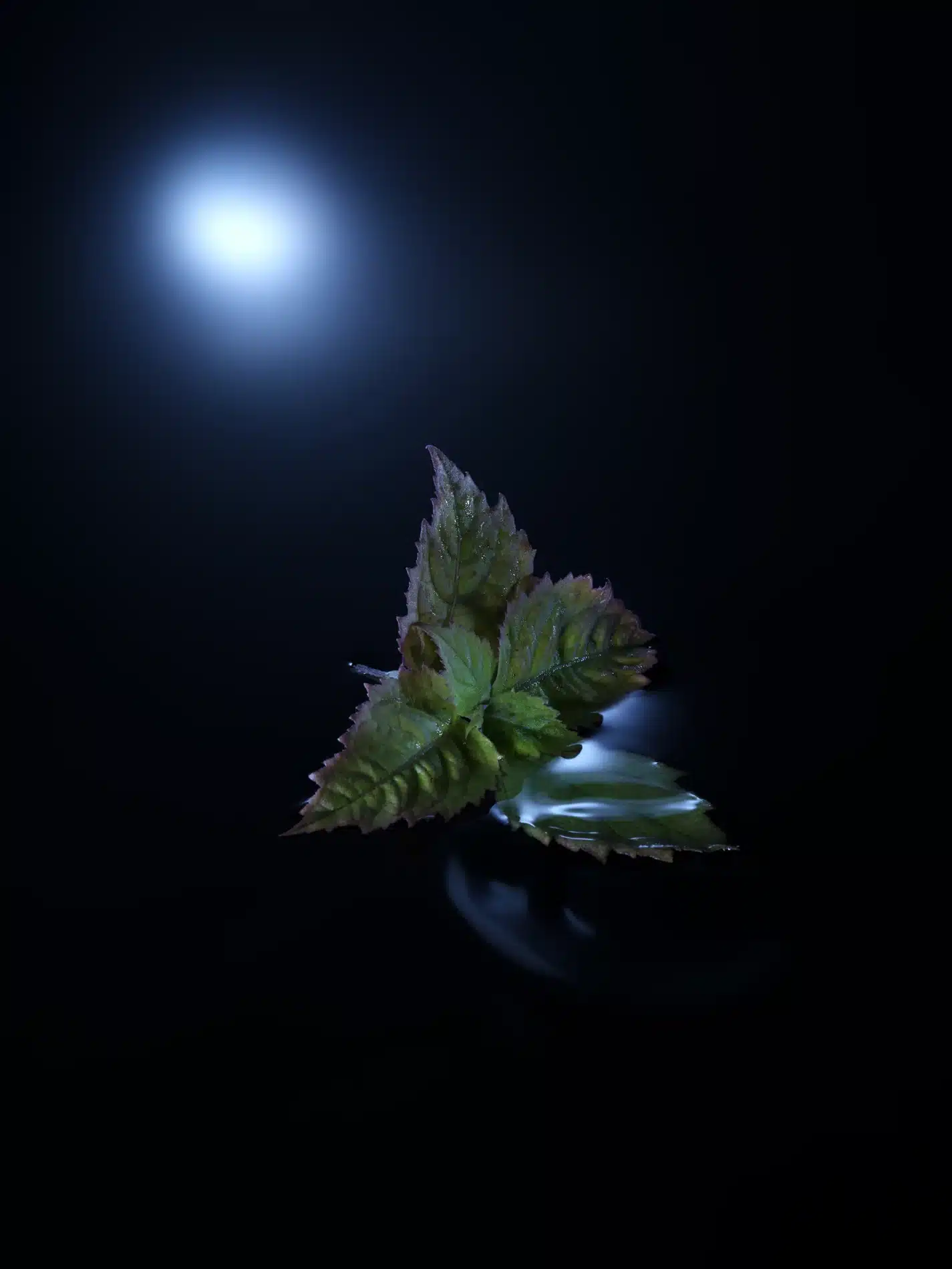 Pauline Choffe Craetive Paris Margiela Replica 30