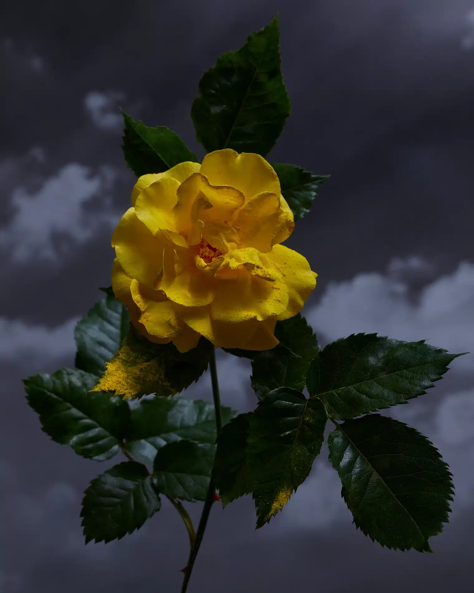 Pauline Choffe Craetive Paris Roberto Greco 04